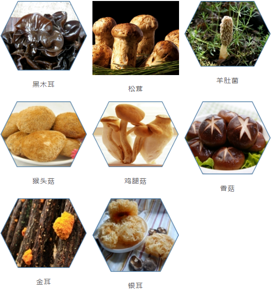 集團全力助推甘肅隴南康縣委托招商引資，以綠色發展推動鄉村振興