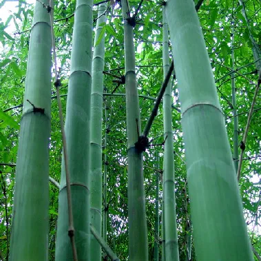 集團(tuán)全力助推廣西賀州昭平縣委托招商引資，助力產(chǎn)業(yè)蝶變升級(jí)！