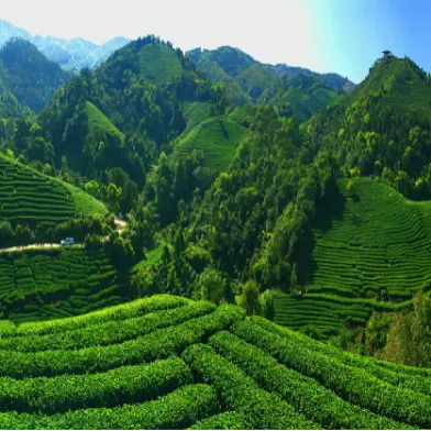 集團(tuán)全力助推廣西賀州昭平縣委托招商引資，助力產(chǎn)業(yè)蝶變升級(jí)！